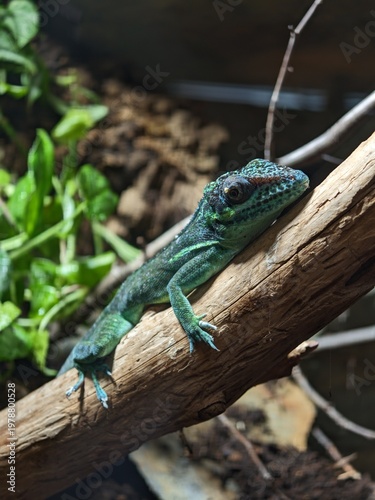 Vibrant green and blue lizard with intricate scales resting peacefully on a textured tree branch.