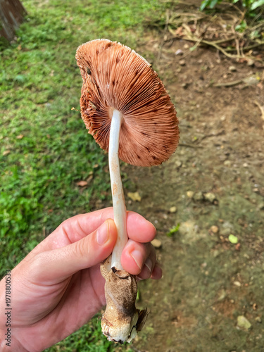 textured cap and volva of a Volvariella mushroom against a green blurred background