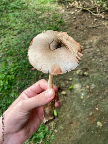 Person showing a wild Volvariella mushroom found in the wilderness of South East Asia