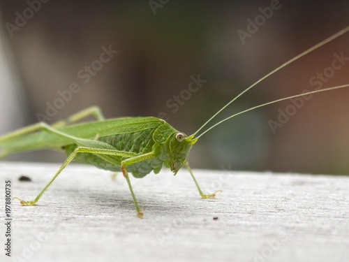 Macro photography of a green speckled grasshopper resting on a white wooden surface in summer