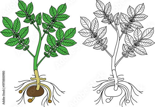 Potato plant with tuber and roots illustration, botanical growth stages and coloring page vector