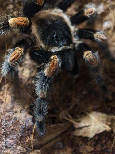 Detailed close up view of the fuzzy brown and black legs of a large mexican tarantula