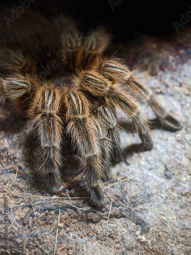 Large brown tarantula spider resting on the ground with its fuzzy legs spread out very wide
