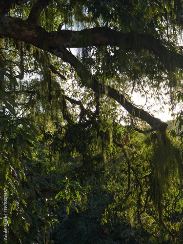 Dense green foliage and hanging vines in a lush forest with sunlight filtering through the canopy.
