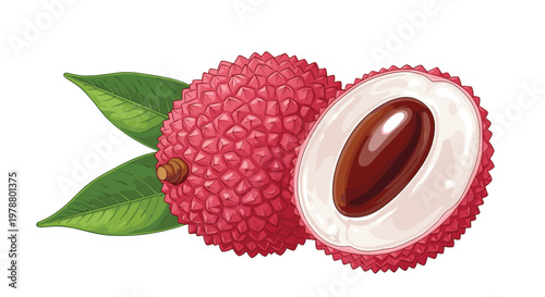 Realistic illustration of lychee fruit showing the whole exterior and a cross section with the seed and white flesh.