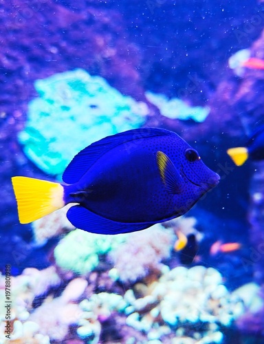 Vibrant purple tang fish swimming gracefully through the clear blue waters of a tropical coral reef