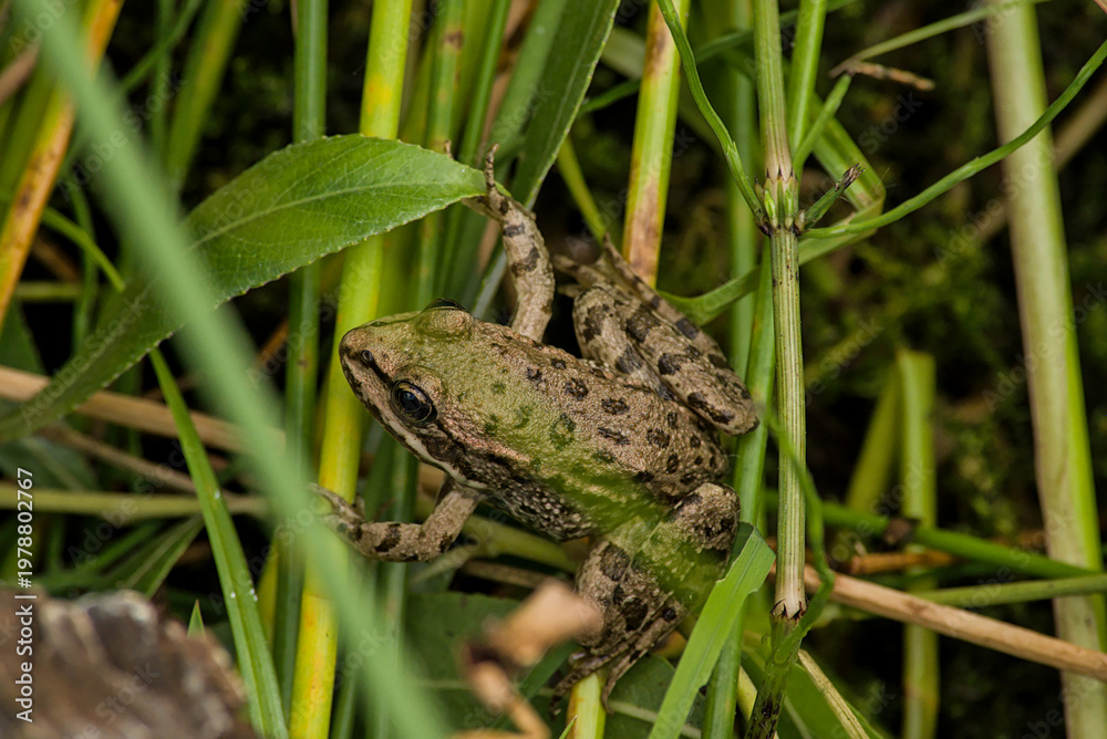 Fototapeta premium Green frog hiding in the reed - Pelophylax