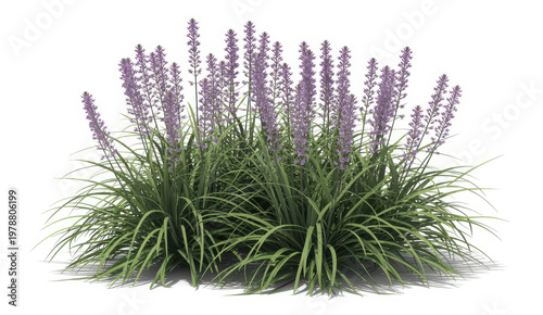 Cluster of purple liriope muscari flowers with green grass blades on a clean white background