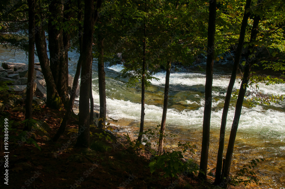 Fototapeta premium A green tongue shaped rapid on the Gull River is seen through trees on the shoreline during a sunny day in the summer.