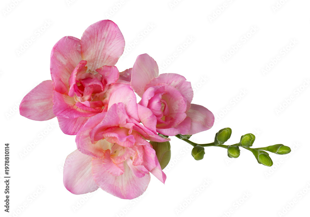 Obraz premium Beautiful pink freesia flowers isolated on white