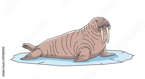 Large Walrus on Ice Sheet Resting.