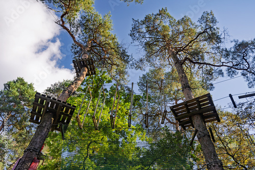 Photography A view from below of two tall pine trees with wooden platforms at different levels and taut rope walkways between them