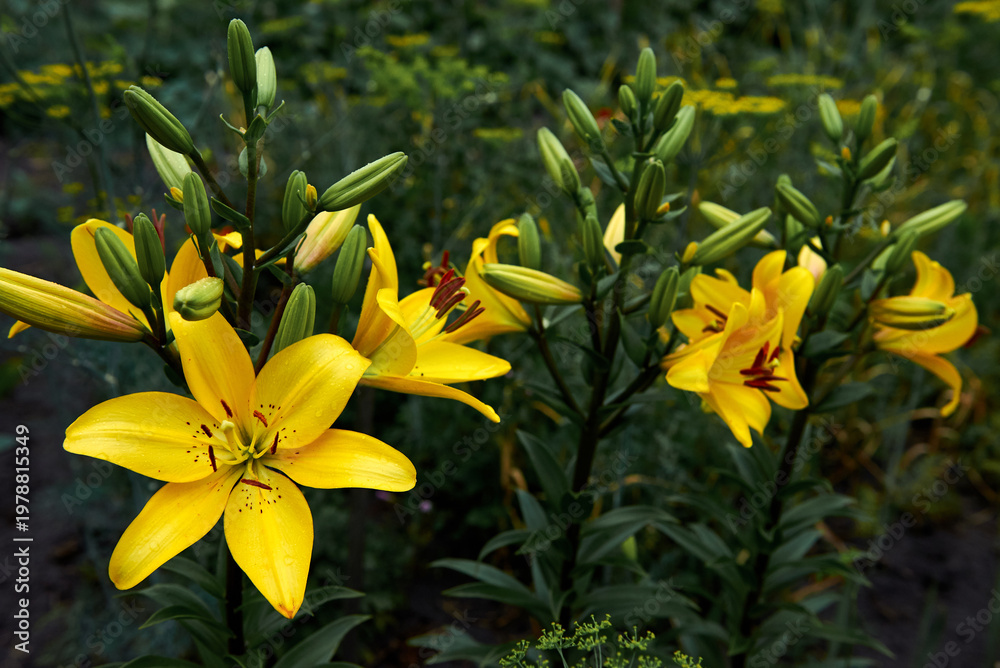 Obraz premium Panoramic shot of beautiful yellow lily flowers blooming in a summer garden with many buds