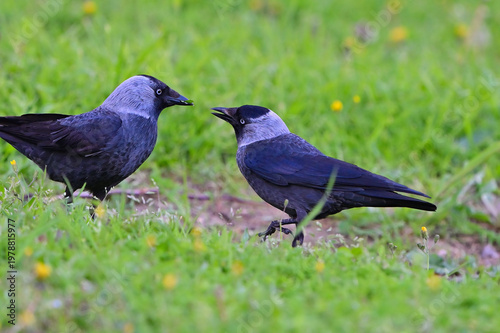 A pair of western jackdaws standing in a lush green meadow, captured in a candid moment of social behavior.