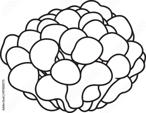 Brain, human brain, cerebral illustration, line art, black and white, vector graphics, educational anatomy, neuroscience, medical illustration