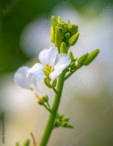 Close-up of a delicate white flower with four petals, surrounded by unopened buds, on a vibrant green stem. Soft, blurred background