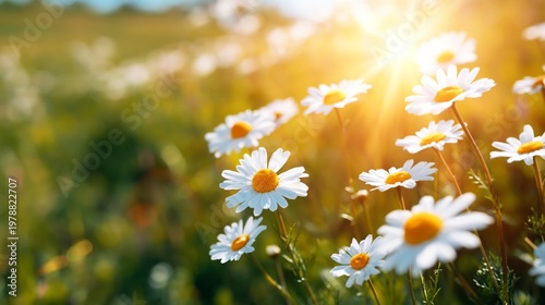 Bright Daisies Bloom Under Sunlight in a Garden During Spring Season