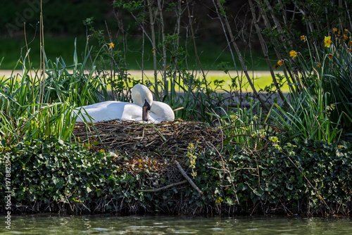 Close up of a Mute Swan sitting on nest of twigs in islet in middle of lake in Warminster, Wiltshire, UK