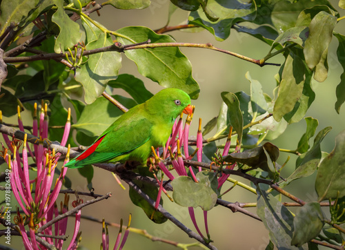 green coloured vernal hanging parrot feeding on flower.