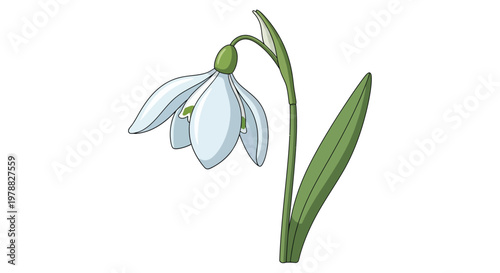 A delicate illustration of a single snowdrop flower with its gently drooping white petals and green stem