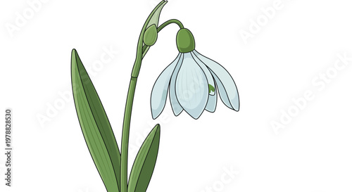 A delicate illustration of a snowdrop flower with a single drooping bloom and green stem