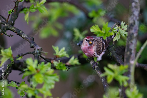 Portrait of a Perching Redpoll.