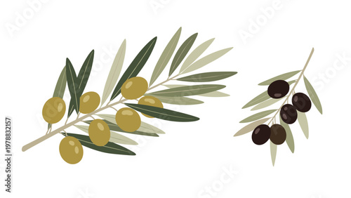 Two olive branches with green and black fruits showing different stages of ripeness for oil or food production.