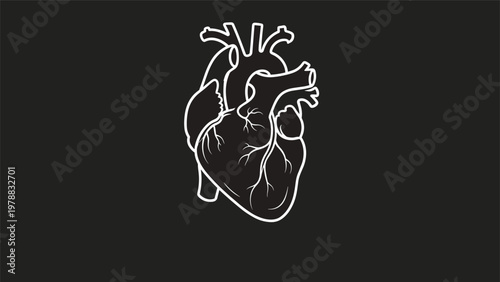 Detailed white line drawing of a human heart organ showing arteries and veins isolated on a solid black background for medicine.