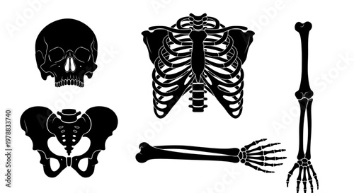 Anatomical study of human skeleton parts shown in black silhouette