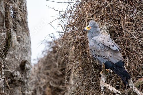 African Harrier-Hawk (Polyboroides typus) hunting Weaver Birds at Sunset Dam in Kruger National Park in South Africa