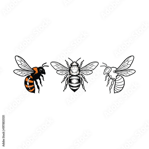 Illustration of three different types of bees with distinct markings and features