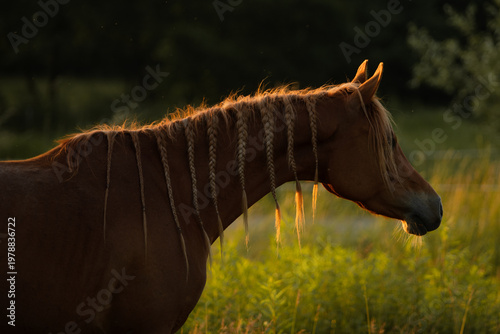 Horse with braids portrait 