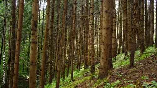 Summer scenery in mountain forest with green spruce trees in Carpathians. Calm mountain forest. Natural environment concept. Season change	