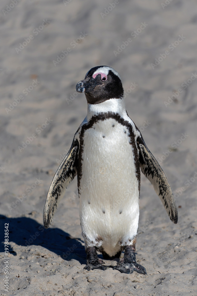 Obraz premium Boulders Beach Penguin Colony. These black-footed penguin, african penguin or jackass penguins (Spheniscus demersus) are living on a beach with granite boulders at the city of Simon's Town, not far f