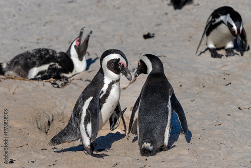 Boulders Beach Penguin Colony. These  black-footed penguin, african penguin or jackass penguins (Spheniscus demersus) are living on a beach with granite boulders at the city of Simon's Town, not far f