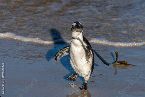 Boulders Beach Penguin Colony. These  black-footed penguin, african penguin or jackass penguins (Spheniscus demersus) are living on a beach with granite boulders at the city of Simon's Town, not far f