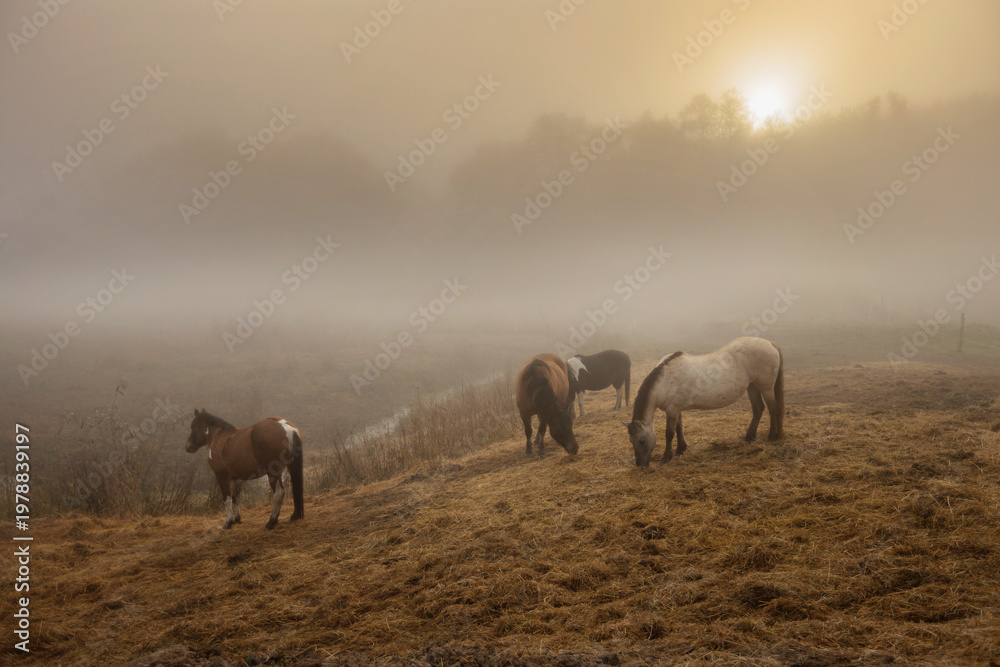 Fototapeta premium Horses grazing on a field with fog