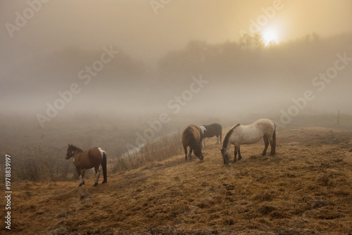 Horses grazing on a field with fog