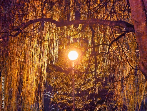 Konstfotografi Serene twilight environment with soft illumination enhancing intimate and peacef