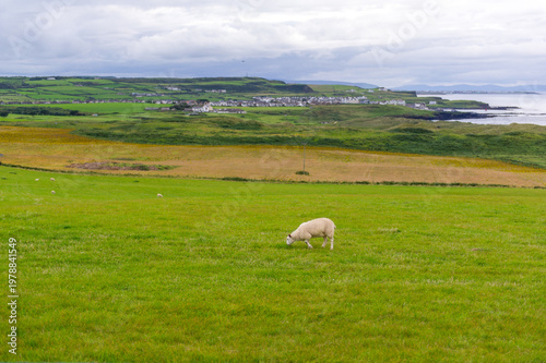 A white sheep grazes peacefully on vibrant green pastures in rural Northern Ireland with a coastal village, rolling hills, and moody overcast skies creating a serene pastoral atmosphere