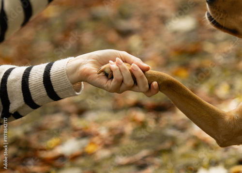 Woman and dog paw handshake