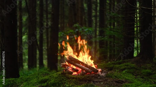 Burning campfire logs with rising sparks in majestic spruce forest at evening. Cozy vibes and summer nature concept