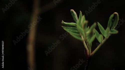 Arc shot of small fresh leaves in natural light against dark blurred backdrop. Moody macro of young green plant, symbolizing growth, renewal and nature minimalism. Spring season botanical background