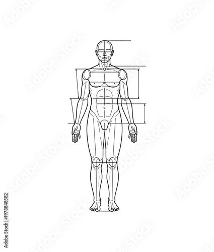 Human body proportion guide with anatomical linear design for art and study