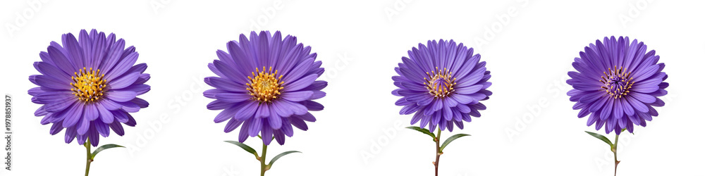Obraz premium Composition of vibrant purple aster flowers against a stark black backdrop