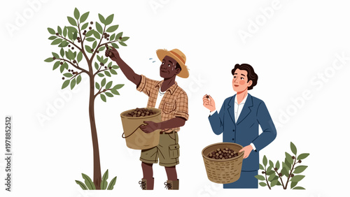 Farm worker and businesswoman harvesting olives in vector illustration style. Harvesting olives involves picking fruit from trees and collecting in baskets.