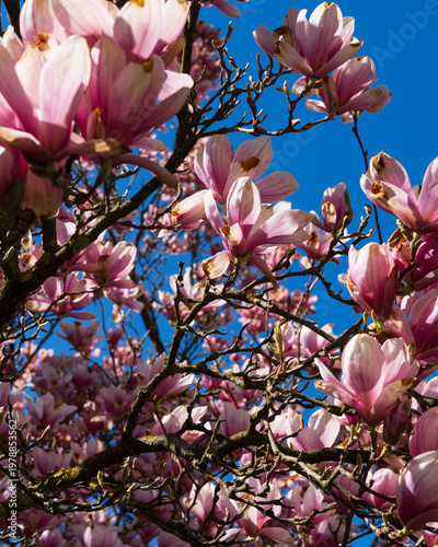 Magnolia blossom in spring