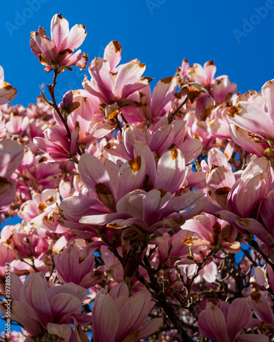 Magnolia blossom in spring