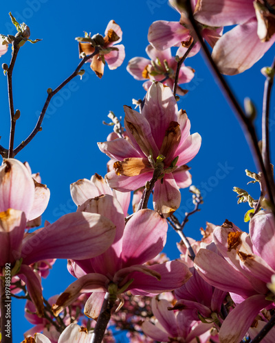 Magnolia blossom in spring