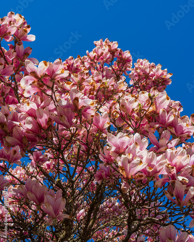 Magnolia blossom in spring